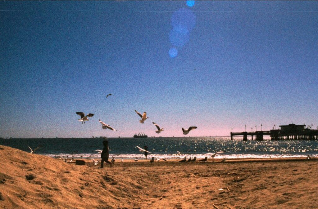 People on a beach with birds flying over the water at sunset.